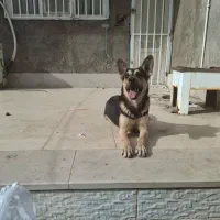 واگذاری ژرمن|سگ|سیرجان, |دیوار