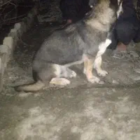 سگ پاکوتاه اشپیتز نر