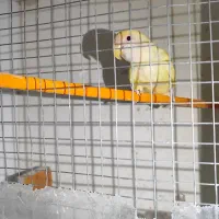 پرنده  نر