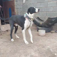 سگگله|سگ|تربت جام, معدآباد|دیوار