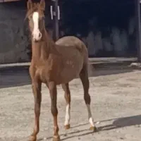 اسب کره مادیان