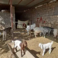 بز داشتی