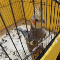 عروس هلندی|پرنده|اردبیل, |دیوار