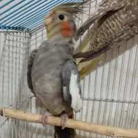 طوطی عروس هلندی سالم و سرحال|پرنده|لاهیجان, گلستان|دیوار