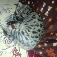 گربه گمشده هرکی پیدا کرد دوملیون مژدگانی