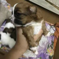 توله سگ شیتزو تریر