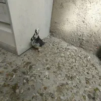 دوستان یه کفتر ابلق گم کردم نره پلاکی شهرستانی