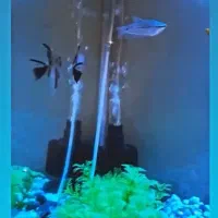 آکواریوم با وسایل