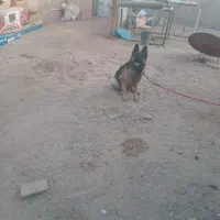 سگ ماده ژرمن شولان. اصل ژرمنی|سگ|طبس, |دیوار