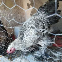 مرغ و خروس|حیوانات مزرعه|قم, باجک دو|دیوار