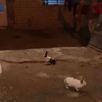 خرگوش|موش و خرگوش|شوشتر, |دیوار