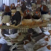 فنچ فائو اورنج تعداد|پرنده|اردبیل, |دیوار