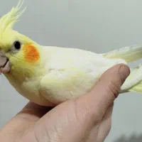 طوطی عروس هلندی|پرنده|دزفول, |دیوار