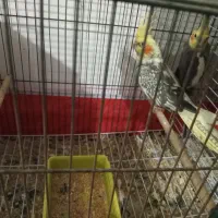 عروس هلندی مولد