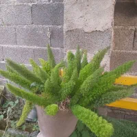 گل دم روباه