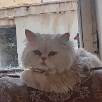 واگذاری گربه ۲ساله پرشین