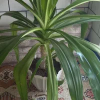 گل دیفن و ذرتی