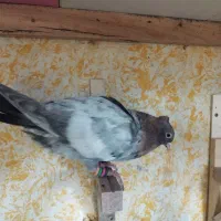 سرک تافتای سرور