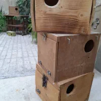 لونه پرنده چوبی مناسب برزیلی عروس و مرغ عشق