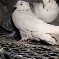 تعدادی کبوتر نابلد