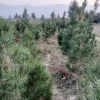 نهال کاج خمریی کاج سوزنی تهران .پالم|خدمات باغبانی و درختکاری|گرگان, |دیوار