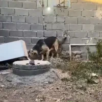 ماده پژدر|سگ|زنجان, |دیوار