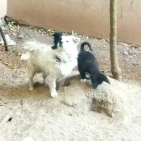 سگ فروشی|سگ|اقبالیه, |دیوار