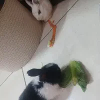 خرگوش باهوش کوچولو|موش و خرگوش|تهران, جیحون|دیوار