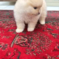 سگ پامرانین خرسی ماده ۲ماهه