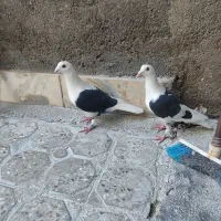 نروماده پشتی