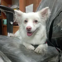 سگ اشپیتز پامر سفید