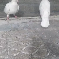 سلام جفت سفید کاکلی چشم قرمز|پرنده|تهران, مشیریه|دیوار