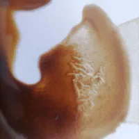 فال قهوه تاروت دعاهای رحمانی|خدمات پذیرایی، مراسم|مشهد, آزادشهر|دیوار