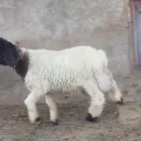 بره تخمی اصل موقیعت لالی