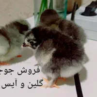 فروش جوجه نژاد دار از برهما وگلین وایسبارومحلی|حیوانات مزرعه|جهرم, |دیوار