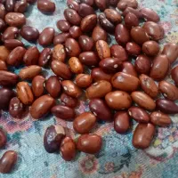 لوبیا چیتی قرمز