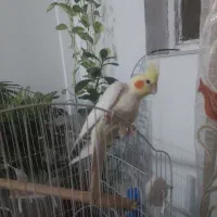 عروس هلندی ۲ ساله