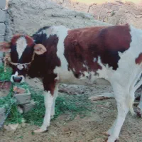 گستر چاق (مناسب برای قصابی و نگهداری (|حیوانات مزرعه|جزنیک, |دیوار