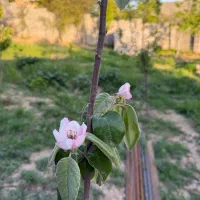 زمین مسکونی دستجرده سفلی