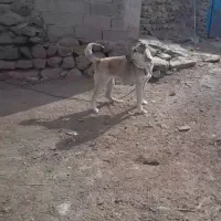 سگ ماده پژدر