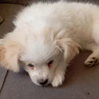 سگ پامر بومی نر هشت ماهه|سگ|ابریشم, |دیوار