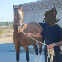 اسب ما‌یون درهشوری|اسب و تجهیزات اسب‌سواری|بوشهر, |دیوار