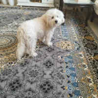 سگ شیتزو تریر واگذاری فوری ۲،۵۰۰