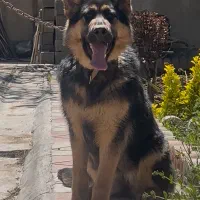 ژرمن اصیل معاوضه