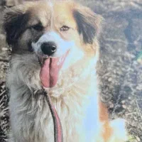 گمشده لطفا هرجا دیدین تماس بگیرین