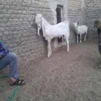کره چپش گلابی|حیوانات مزرعه|اردکان, |دیوار