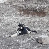 دو قلاده توله ژرمن ورک