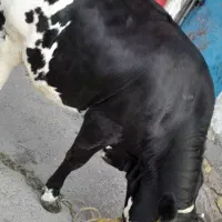گوساله گاو