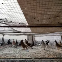 کبوتر|پرنده|شیراز, فضل‌آباد|دیوار