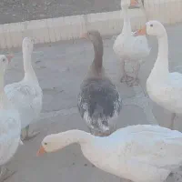 غاز محلی